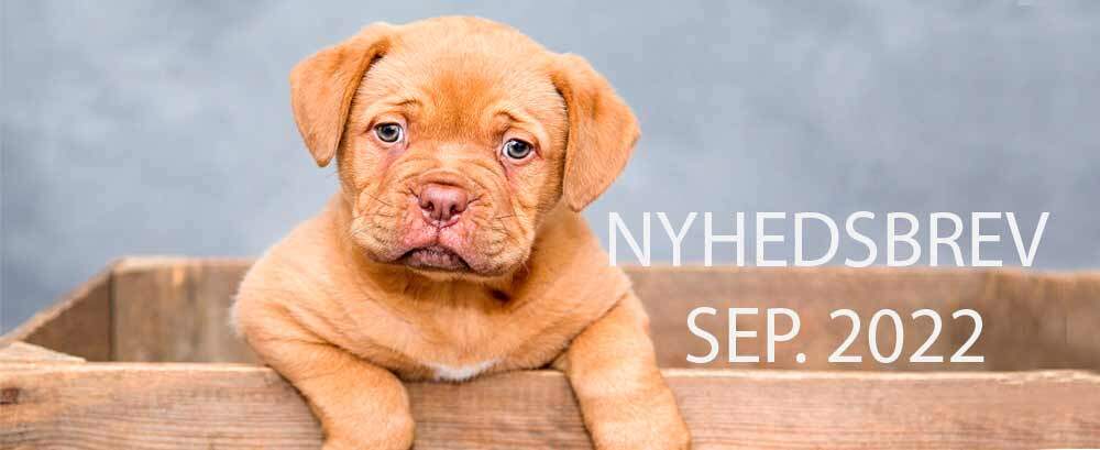 Nyhedsbrev september 2022
